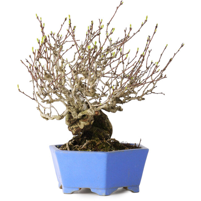 Crataegus cuneata, 20 cm, ± 30 anni, con un nebari di 5,5 cm, in un vaso giapponese fatto a mano da Shibakatsu