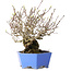 Crataegus cuneata, 20 cm, ± 30 jaar oud, met een nebari van 5,5 cm, in een handgemaakte Japanse pot van Shibakatsu