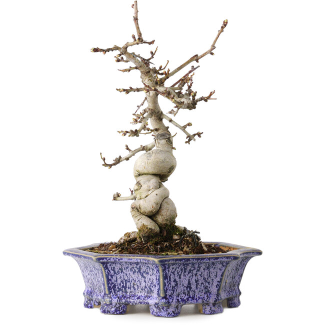 Crataegus cuneata, 21 cm, ± 15 anni, con un nebari di 7 cm, in un vaso giapponese fatto a mano da Eime Yozan