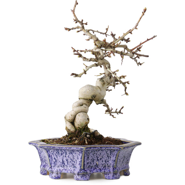 Crataegus cuneata, 21 cm, ± 15 years old, with a nebari of 7 cm, in a handmade Japanese pot by Eime Yozan