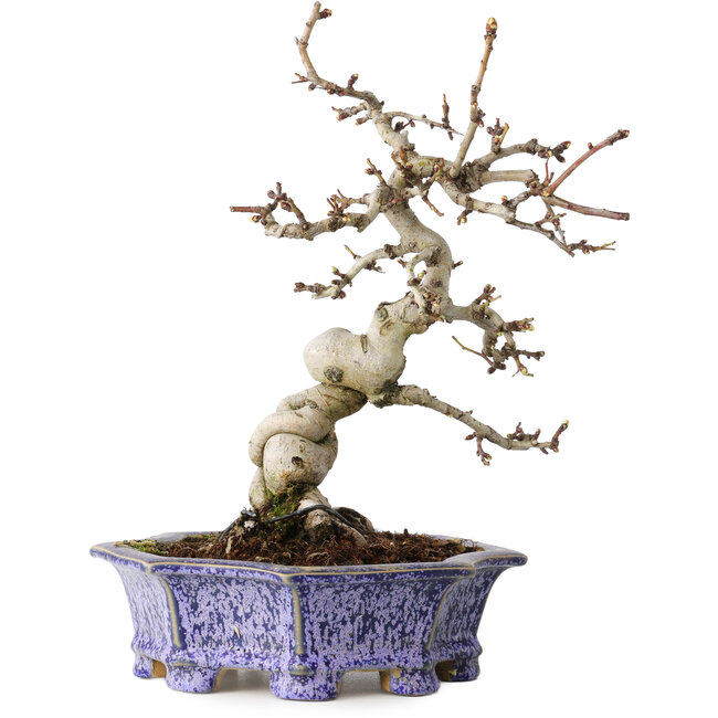 Crataegus cuneata, 21 cm, ± 15 ans, avec un nebari de 7 cm, dans un pot japonais fait main par Eime Yozan