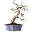 Crataegus cuneata, 21 cm, ± 15 jaar oud, met een nebari van 7 cm, in een handgemaakte Japanse pot van Eime Yozan