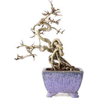 Eime Yozan Crataegus cuneata, 22 cm, ± 15 jaar oud