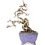 Crataegus cuneata, 22 cm, ± 15 years old, with a nebari of 7 cm, in a handmade Japanese pot by Eime Yozan