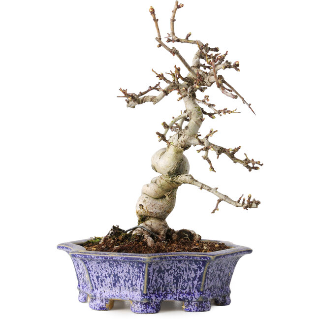 Crataegus cuneata, 21 cm, ± 15 años, con un nebari de 7 cm, en una maceta japonesa hecha a mano por Eime Yozan