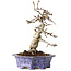 Crataegus cuneata, 21 cm, ± 15 jaar oud, met een nebari van 7 cm, in een handgemaakte Japanse pot van Eime Yozan