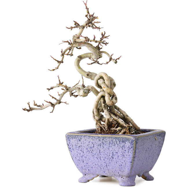 Crataegus cuneata, 22 cm, ± 15 ans, avec un nebari de 7 cm, dans un pot japonais fait main par Eime Yozan