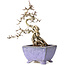 Crataegus cuneata, 22 cm, ± 15 years old, with a nebari of 7 cm, in a handmade Japanese pot by Eime Yozan