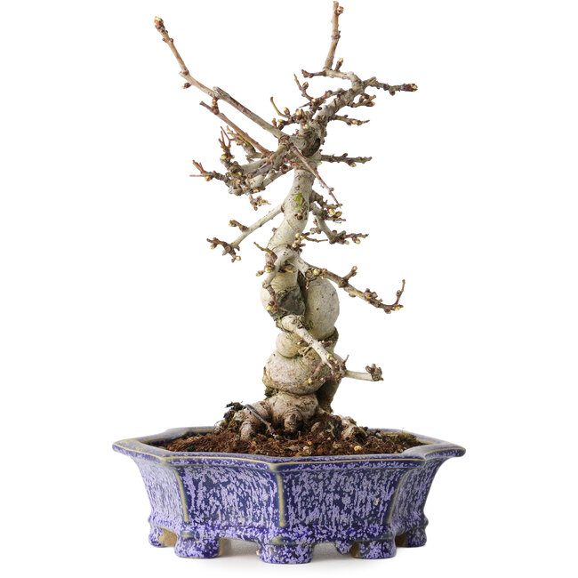 Crataegus cuneata, 21 cm, ± 15 años, con un nebari de 7 cm, en una maceta japonesa hecha a mano por Eime Yozan