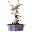 Crataegus cuneata, 21 cm, ± 15 jaar oud, met een nebari van 7 cm, in een handgemaakte Japanse pot van Eime Yozan