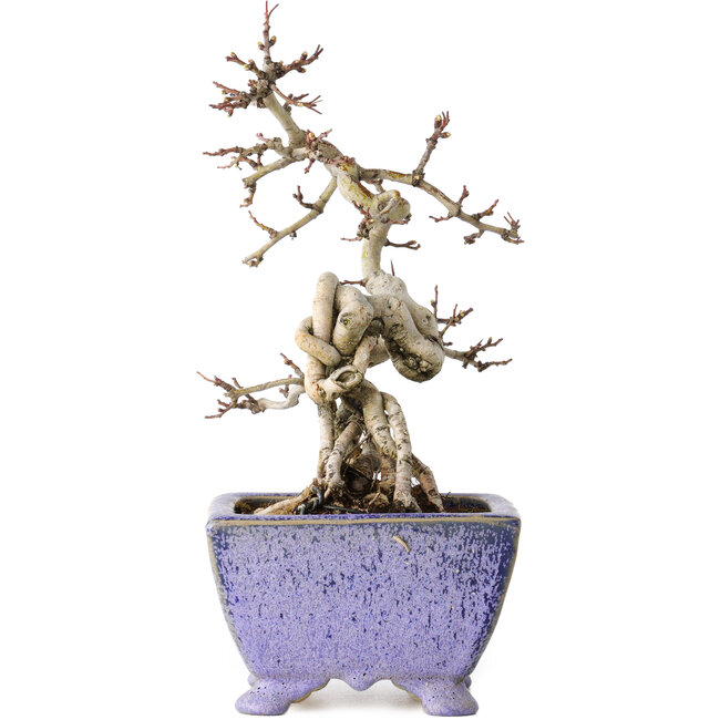 Crataegus cuneata, 22 cm, ± 15 anni, con un nebari di 7 cm, in un vaso giapponese fatto a mano da Eime Yozan