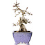 Crataegus cuneata, 22 cm, ± 15 jaar oud, met een nebari van 7 cm, in een handgemaakte Japanse pot van Eime Yozan