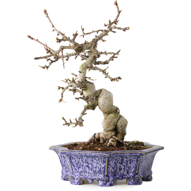 Crataegus cuneata, 21 cm, ± 15 ans, avec un nebari de 7 cm, dans un pot japonais fait main par Eime Yozan