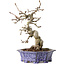 Crataegus cuneata, 21 cm, ± 15 jaar oud, met een nebari van 7 cm, in een handgemaakte Japanse pot van Eime Yozan