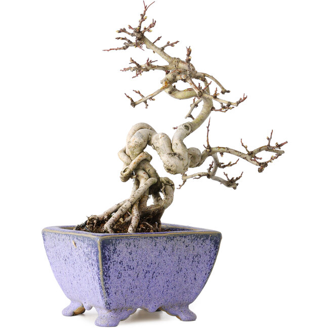 Crataegus cuneata, 22 cm, ± 15 años, con un nebari de 7 cm, en una maceta japonesa hecha a mano por Eime Yozan