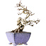 Crataegus cuneata, 22 cm, ± 15 jaar oud, met een nebari van 7 cm, in een handgemaakte Japanse pot van Eime Yozan
