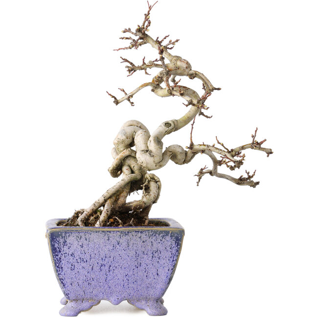 Crataegus cuneata, 22 cm, ± 15 jaar oud, met een nebari van 7 cm, in een handgemaakte Japanse pot van Eime Yozan