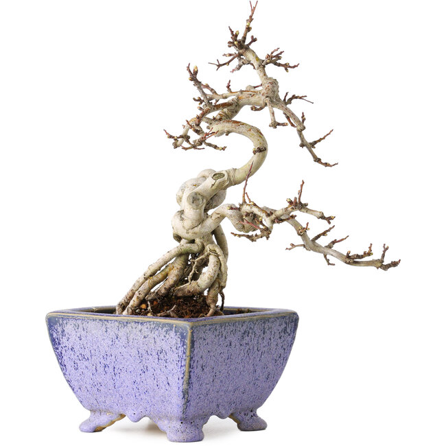 Crataegus cuneata, 22 cm, ± 15 years old, with a nebari of 7 cm, in a handmade Japanese pot by Eime Yozan