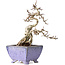 Crataegus cuneata, 22 cm, ± 15 jaar oud, met een nebari van 7 cm, in een handgemaakte Japanse pot van Eime Yozan