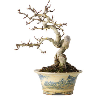  Tosui Crataegus cuneata, 19 cm, ± 15 jaar oud