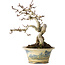 Crataegus cuneata, 19 cm, ± 15 jaar oud, met een nebari van 7 cm, in een handgemaakte Japanse pot van Tosui
