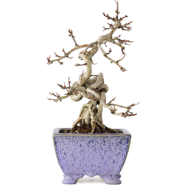 Crataegus cuneata, 22 cm, ± 15 años, con un nebari de 7 cm, en una maceta japonesa hecha a mano por Eime Yozan