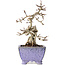 Crataegus cuneata, 22 cm, ± 15 anni, con un nebari di 7 cm, in un vaso giapponese fatto a mano da Eime Yozan