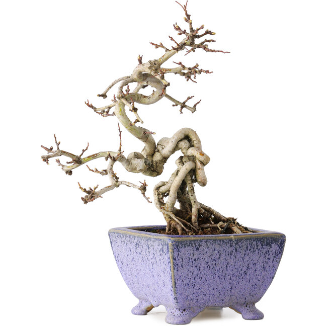 Crataegus cuneata, 22 cm, ± 15 years old, with a nebari of 7 cm, in a handmade Japanese pot by Eime Yozan