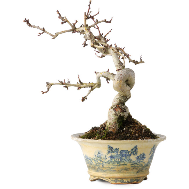 Crataegus cuneata, 19 cm, ± 15 Jahre alt, mit einem Nebari von 7 cm, in einem handgefertigten japanischen Topf von Tosui