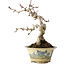 Crataegus cuneata, 19 cm, ± 15 jaar oud, met een nebari van 7 cm, in een handgemaakte Japanse pot van Tosui