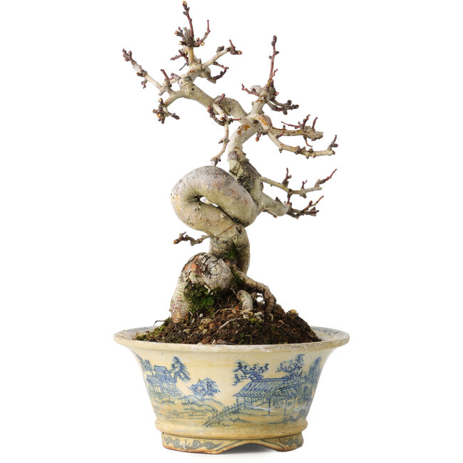 Crataegus cuneata, 19 cm, ± 15 Jahre alt, mit einem Nebari von 7 cm, in einem handgefertigten japanischen Topf von Tosui