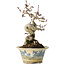 Crataegus cuneata, 19 cm, ± 15 jaar oud, met een nebari van 7 cm, in een handgemaakte Japanse pot van Tosui