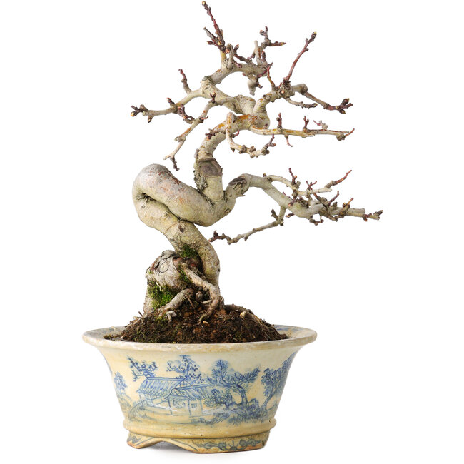 Crataegus cuneata, 19 cm, ± 15 jaar oud, met een nebari van 7 cm, in een handgemaakte Japanse pot van Tosui