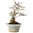 Crataegus cuneata, 19 cm, ± 15 jaar oud, met een nebari van 7 cm, in een handgemaakte Japanse pot van Tosui