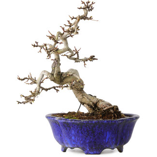 Shuhou Crataegus cuneata, 20 cm, ± 15 Jahre alt