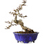 Crataegus cuneata, 20 cm, ± 15 jaar oud, met een nebari van 6 cm, in een handgemaakte Japanse pot van Shuhou