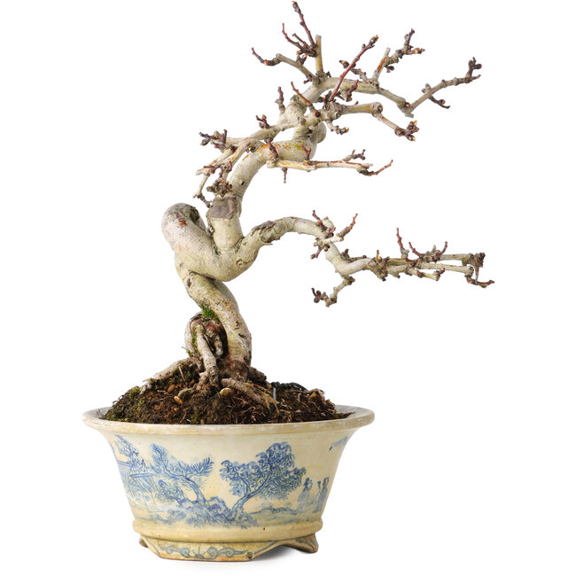 Crataegus cuneata, 19 cm, ± 15 años, con un nebari de 7 cm, en una maceta japonesa hecha a mano por Tosui