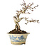 Crataegus cuneata, 19 cm, ± 15 jaar oud, met een nebari van 7 cm, in een handgemaakte Japanse pot van Tosui
