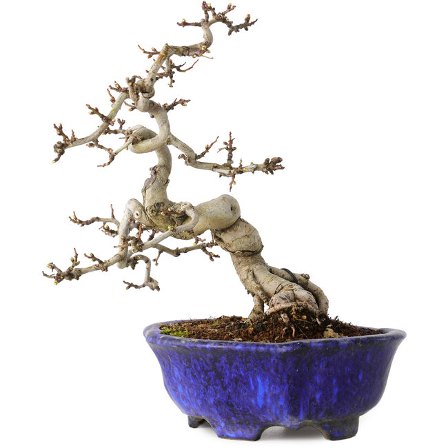 Crataegus cuneata, 20 cm, ± 15 Jahre alt, mit einem Nebari von 6 cm, in einem handgefertigten japanischen Topf von Shuhou