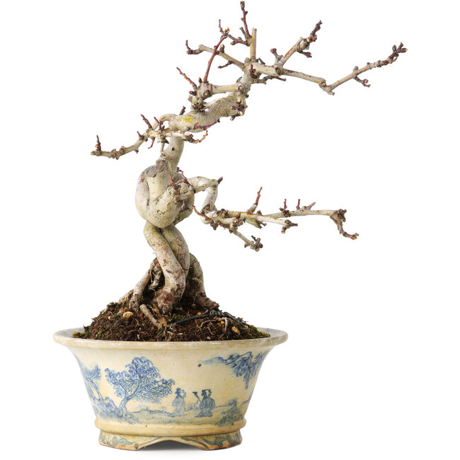 Crataegus cuneata, 19 cm, ± 15 jaar oud, met een nebari van 7 cm, in een handgemaakte Japanse pot van Tosui