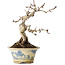 Crataegus cuneata, 19 cm, ± 15 jaar oud, met een nebari van 7 cm, in een handgemaakte Japanse pot van Tosui