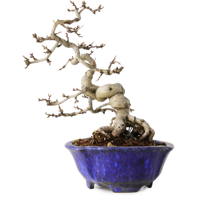 Crataegus cuneata, 20 cm, ± 15 Jahre alt, mit einem Nebari von 6 cm, in einem handgefertigten japanischen Topf von Shuhou