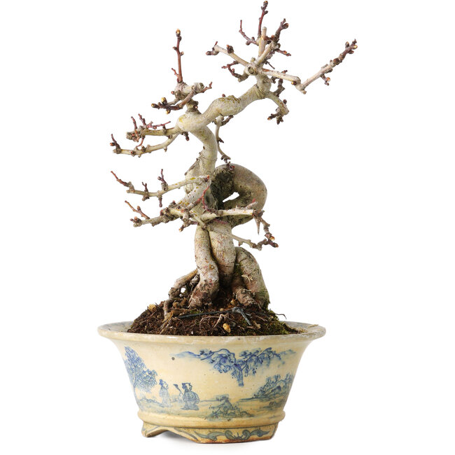 Crataegus cuneata, 19 cm, ± 15 jaar oud, met een nebari van 7 cm, in een handgemaakte Japanse pot van Tosui