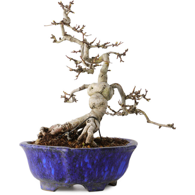 Crataegus cuneata, 20 cm, ± 15 Jahre alt, mit einem Nebari von 6 cm, in einem handgefertigten japanischen Topf von Shuhou