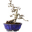 Crataegus cuneata, 20 cm, ± 15 jaar oud, met een nebari van 6 cm, in een handgemaakte Japanse pot van Shuhou