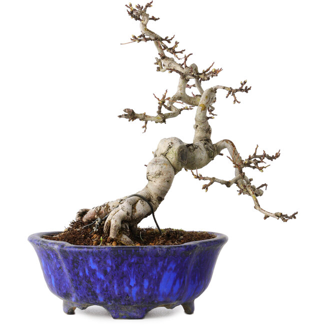 Crataegus cuneata, 20 cm, ± 15 ans, avec un nebari de 6 cm, dans un pot japonais fait main par Shuhou