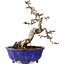Crataegus cuneata, 20 cm, ± 15 jaar oud, met een nebari van 6 cm, in een handgemaakte Japanse pot van Shuhou