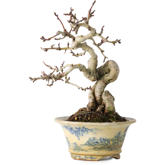 Crataegus cuneata, 19 cm, ± 15 ans, avec un nebari de 7 cm, dans un pot japonais fait main par Tosui