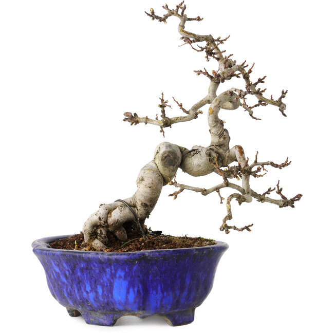 Crataegus cuneata, 20 cm, ± 15 anni, con un nebari di 6 cm, in un vaso giapponese fatto a mano da Shuhou