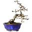 Crataegus cuneata, 20 cm, ± 15 jaar oud, met een nebari van 6 cm, in een handgemaakte Japanse pot van Shuhou